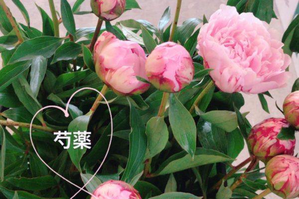 季節のお花【熊本の花屋・バルーン専門店KIKI】